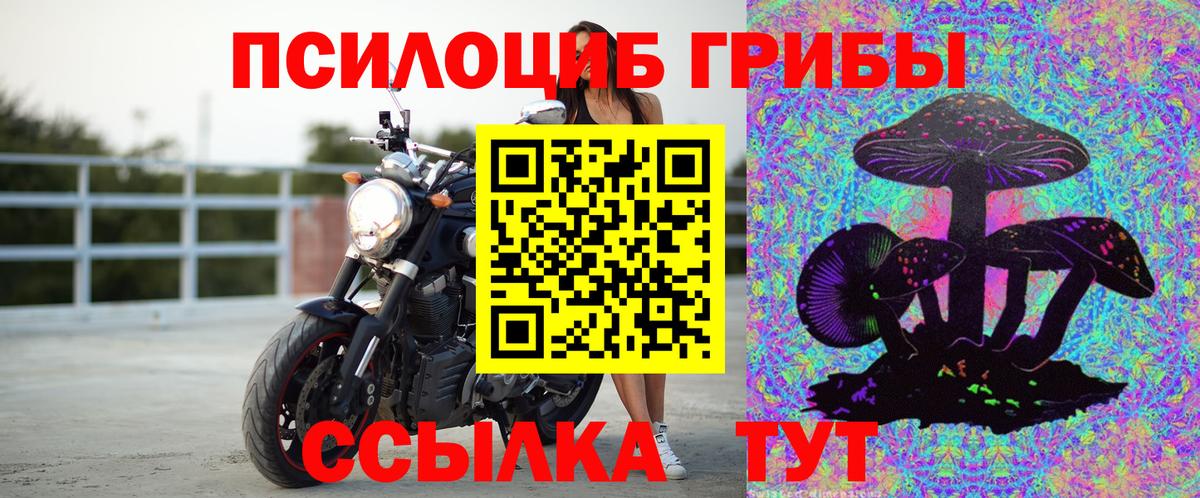 Псилоцибиновые грибы Psilocybe Южноуральск